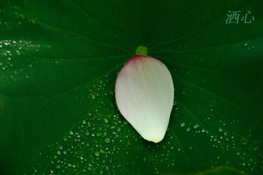 f:id:inuwan33:20190819183136j:plain