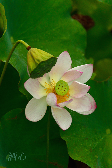 f:id:inuwan33:20190819183436j:plain