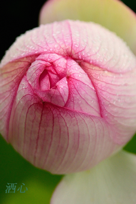 f:id:inuwan33:20190819183706j:plain