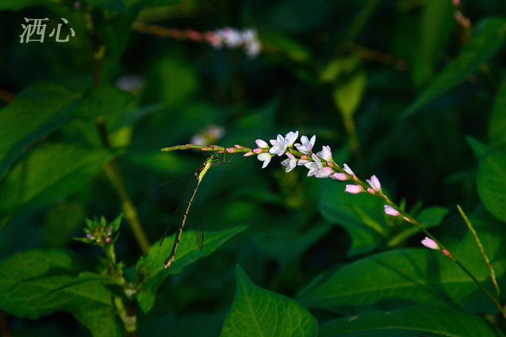 f:id:inuwan33:20190925212443j:plain