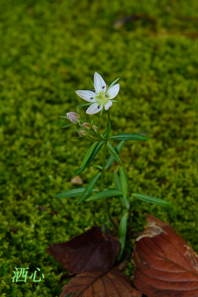 f:id:inuwan33:20191103213857j:plain