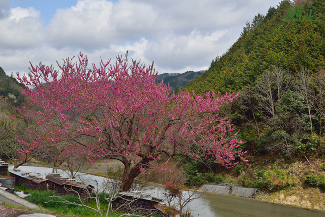 f:id:inuwan33:20200402123218j:plain