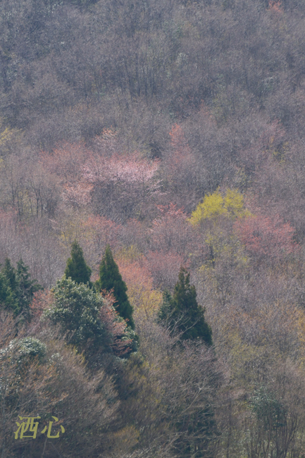 f:id:inuwan33:20200402131639j:plain