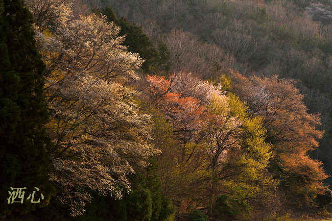 f:id:inuwan33:20200402173313j:plain