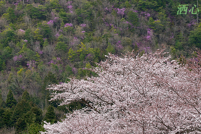 f:id:inuwan33:20200402211629j:plain