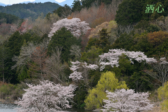 f:id:inuwan33:20200402211727j:plain