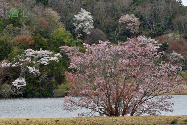 f:id:inuwan33:20200402211842j:plain