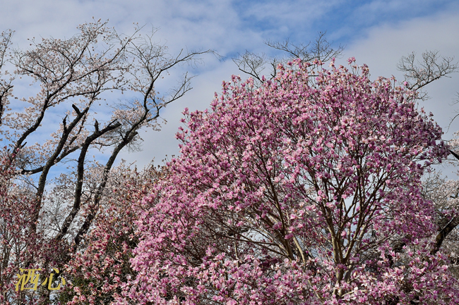 f:id:inuwan33:20200402223113j:plain