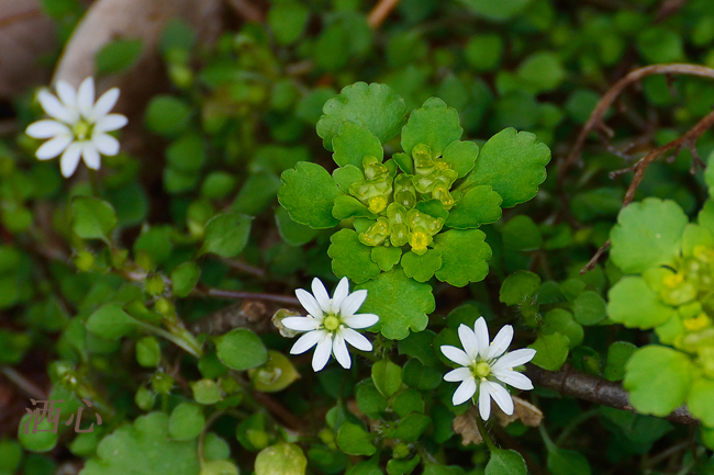 f:id:inuwan33:20200411145400j:plain