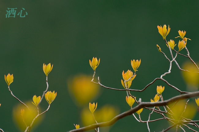 f:id:inuwan33:20200411151917j:plain