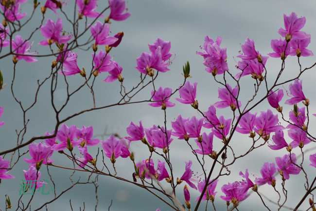 f:id:inuwan33:20200411152841j:plain