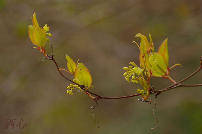 f:id:inuwan33:20200411155715j:plain