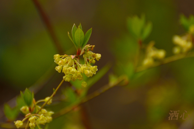 f:id:inuwan33:20200411160157j:plain