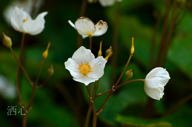 f:id:inuwan33:20200416003716j:plain