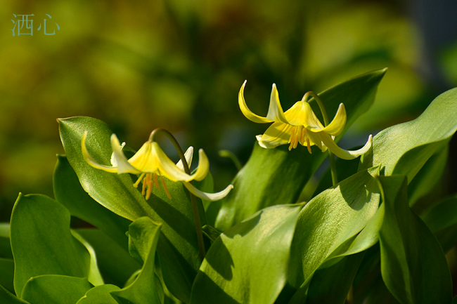 f:id:inuwan33:20200416003814j:plain