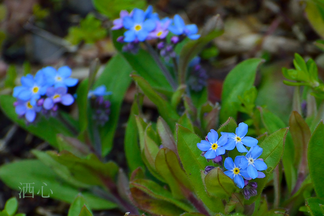 f:id:inuwan33:20200416004010j:plain