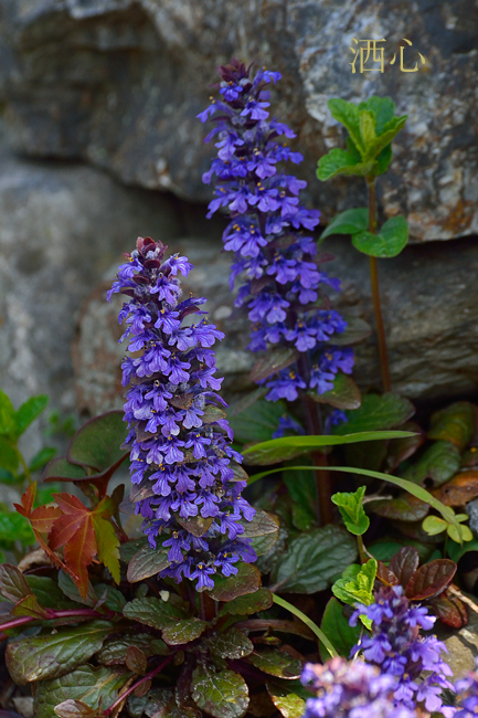 f:id:inuwan33:20200416004628j:plain