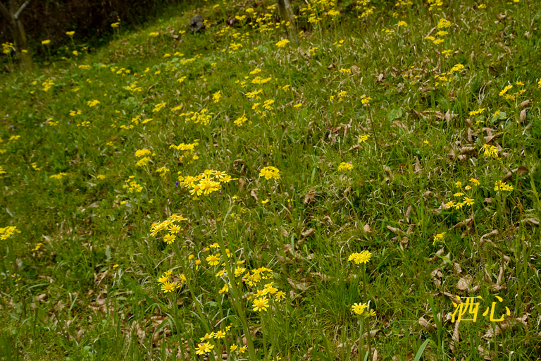 f:id:inuwan33:20200423150134j:plain