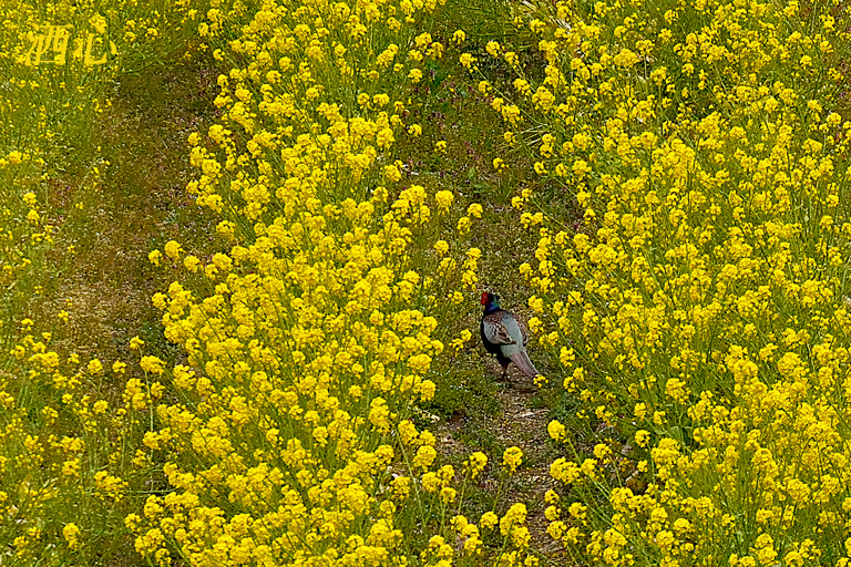 f:id:inuwan33:20200424152433j:plain