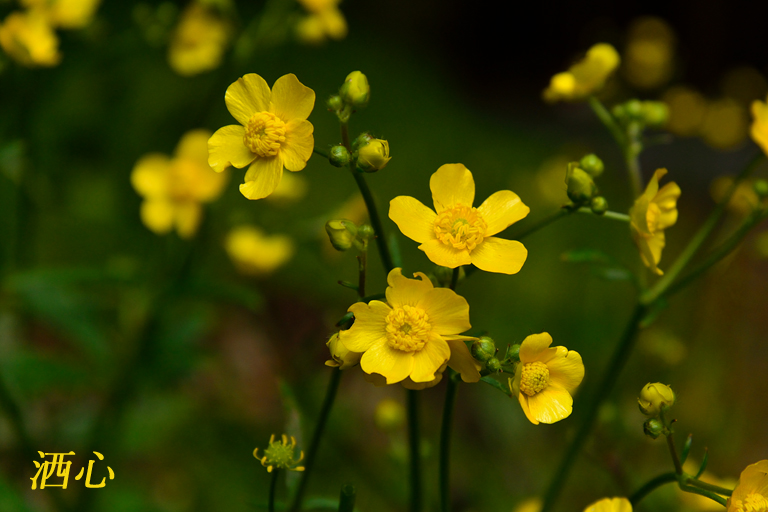 f:id:inuwan33:20200424152751j:plain