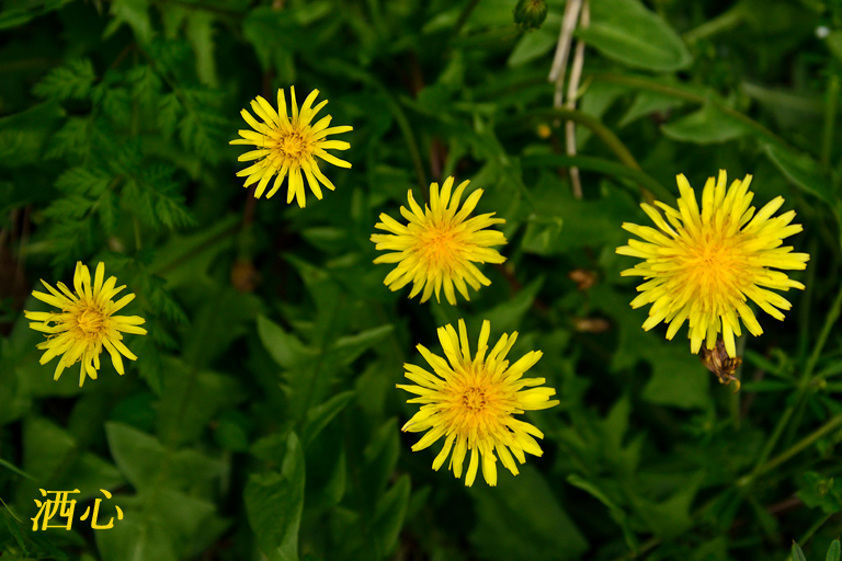 f:id:inuwan33:20200424152837j:plain