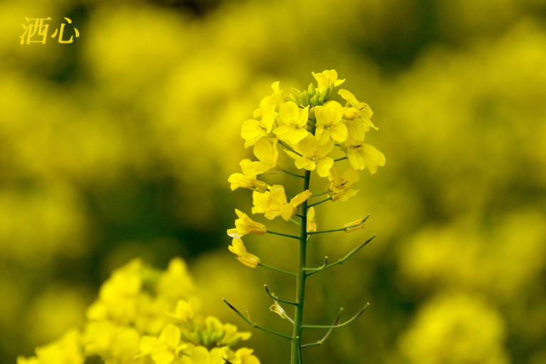 f:id:inuwan33:20200424152933j:plain