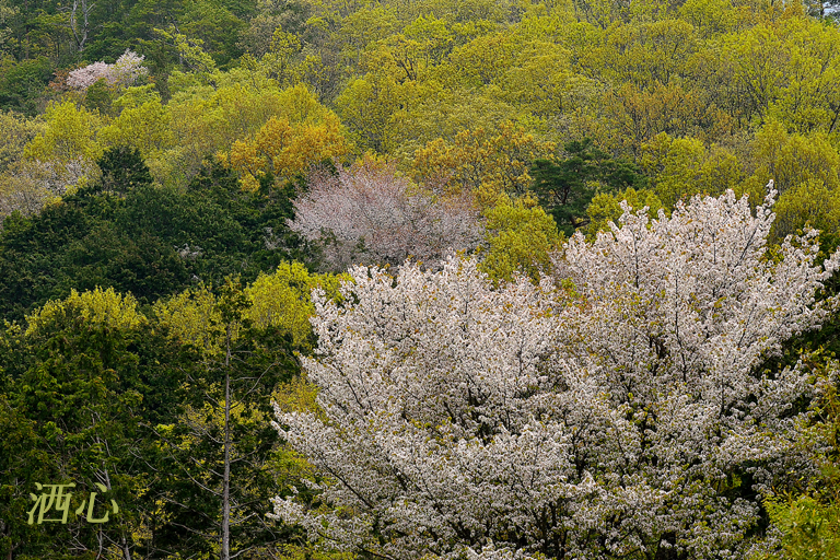 f:id:inuwan33:20200426215820j:plain