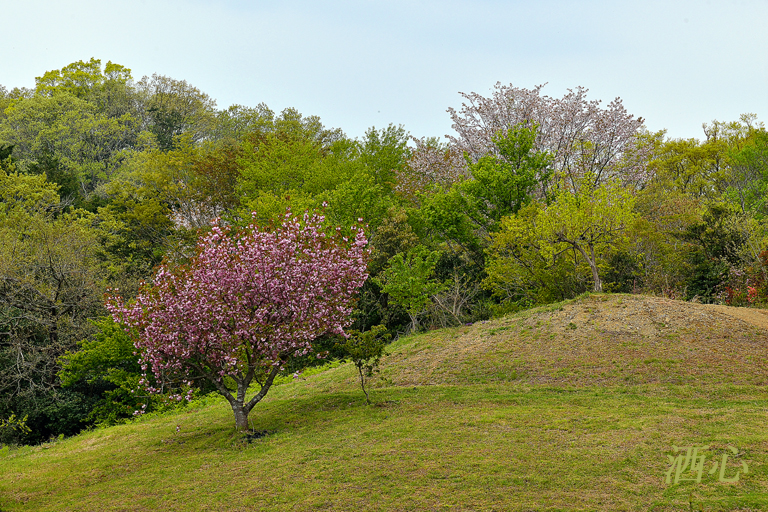 f:id:inuwan33:20200426220115j:plain