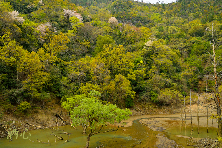 f:id:inuwan33:20200426221231j:plain