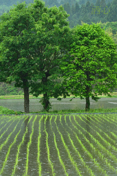 f:id:inuwan33:20200518181251j:plain