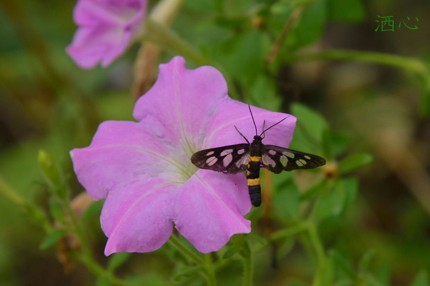 f:id:inuwan33:20200828093529j:plain