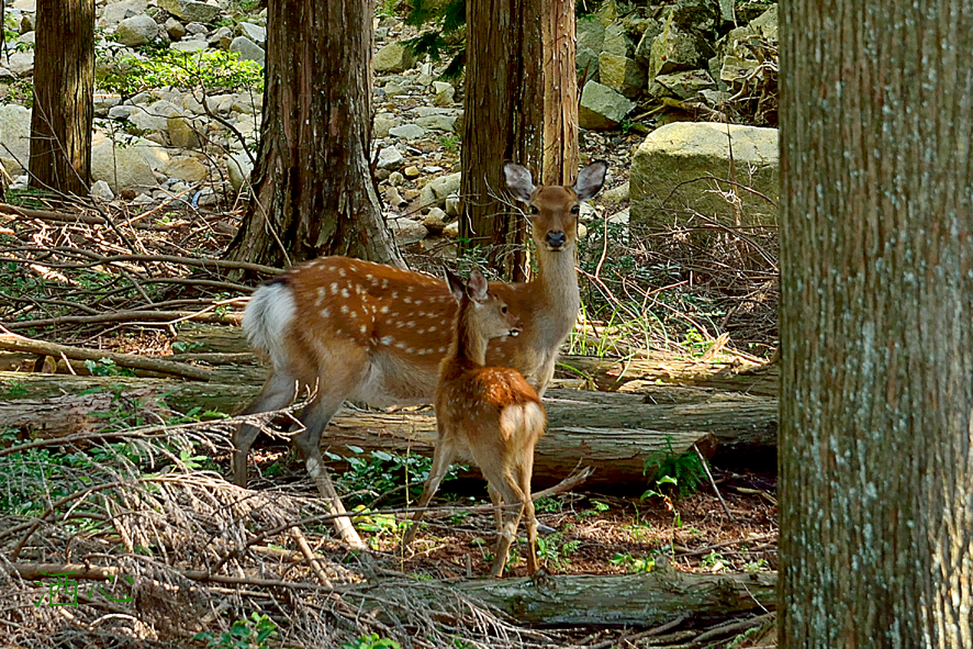 f:id:inuwan33:20200905231209j:plain