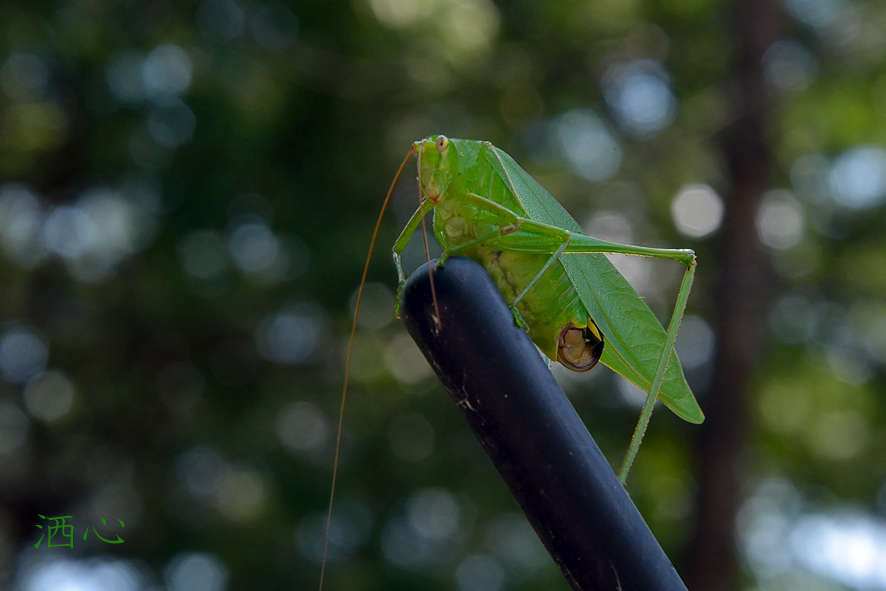 f:id:inuwan33:20200905231845j:plain