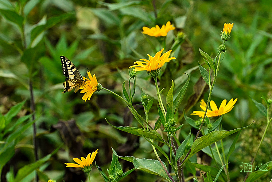 f:id:inuwan33:20200911151104j:plain