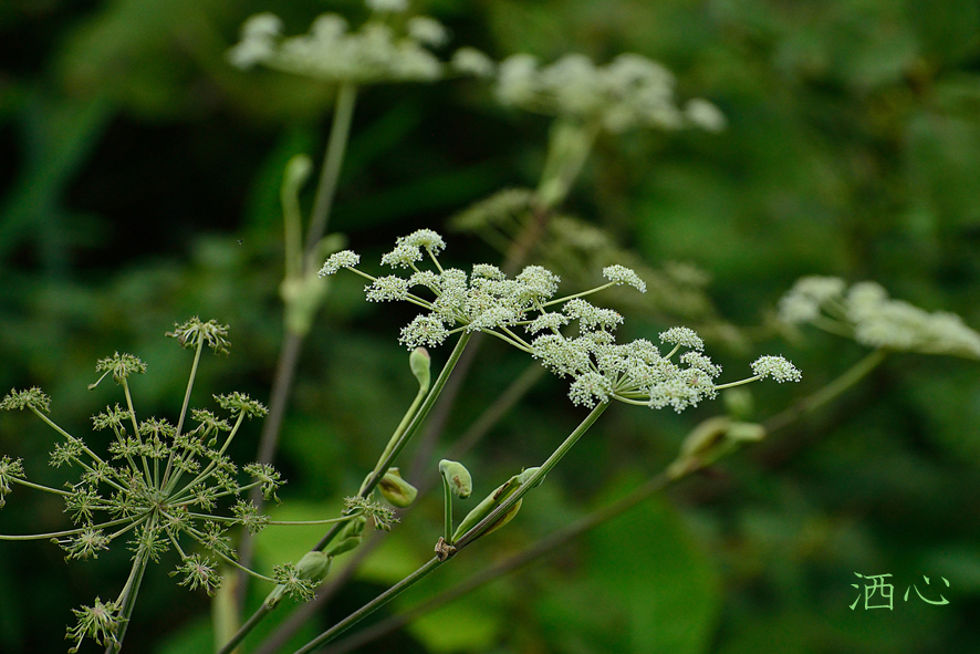 f:id:inuwan33:20200911154118j:plain