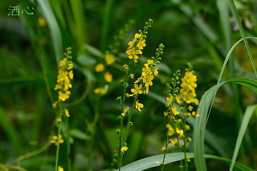 f:id:inuwan33:20200911155341j:plain