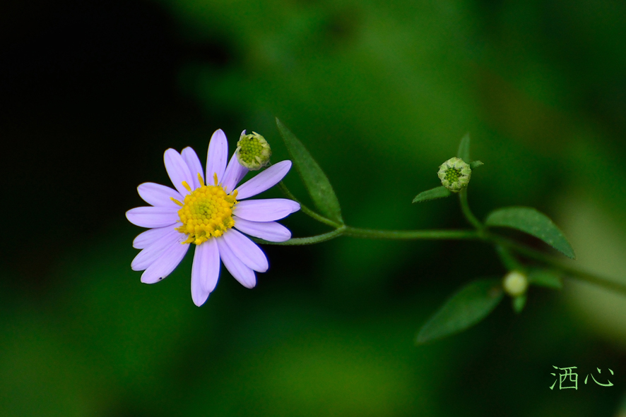 f:id:inuwan33:20200911164905j:plain