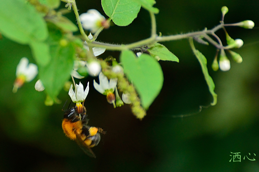 f:id:inuwan33:20200911165251j:plain