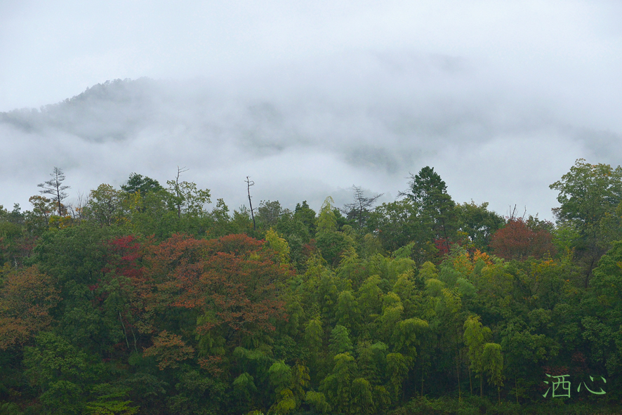 f:id:inuwan33:20201105205539j:plain