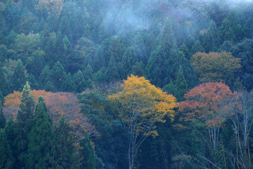 f:id:inuwan33:20201112231744j:plain