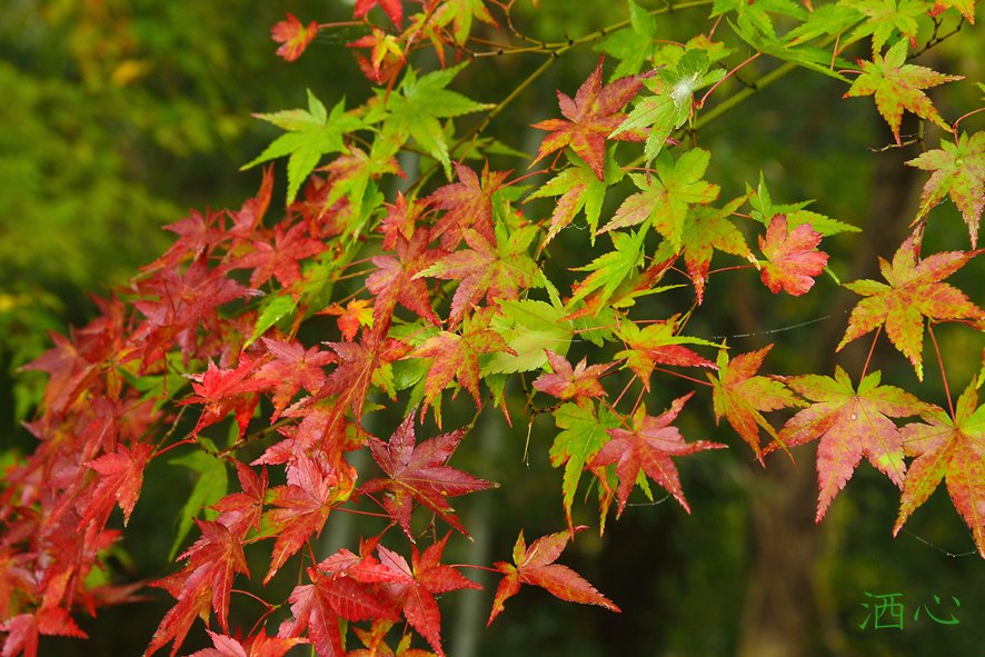 f:id:inuwan33:20201116212318j:plain