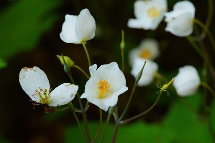 f:id:inuwan33:20210423083033j:plain