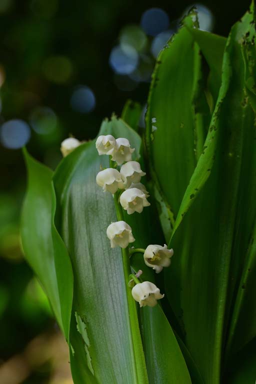 f:id:inuwan33:20210423084026j:plain