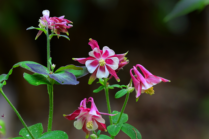 f:id:inuwan33:20210423084926j:plain