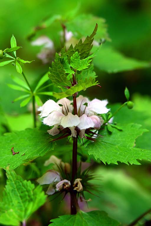 f:id:inuwan33:20210423085249j:plain