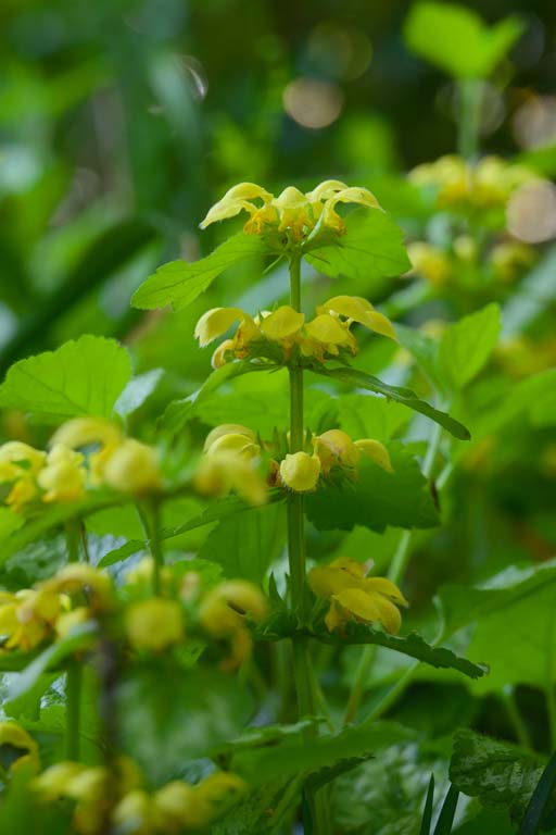 f:id:inuwan33:20210423085617j:plain