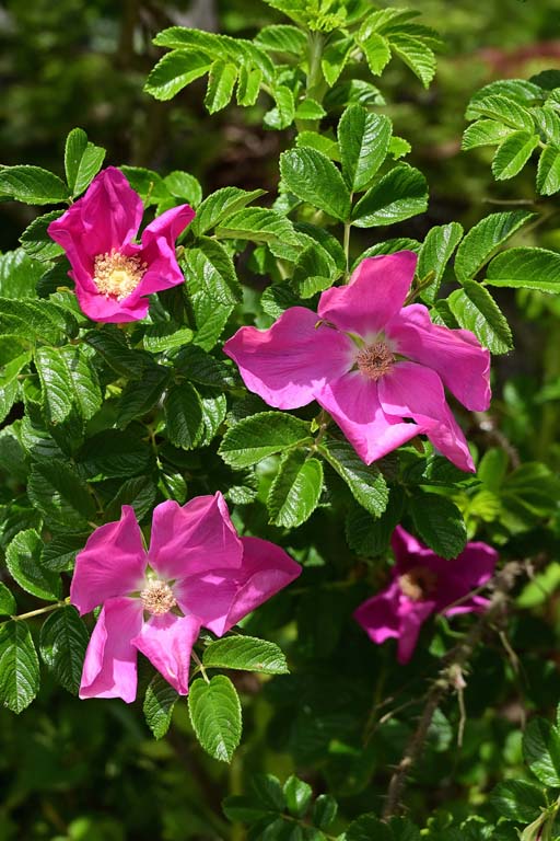 f:id:inuwan33:20210427115606j:plain