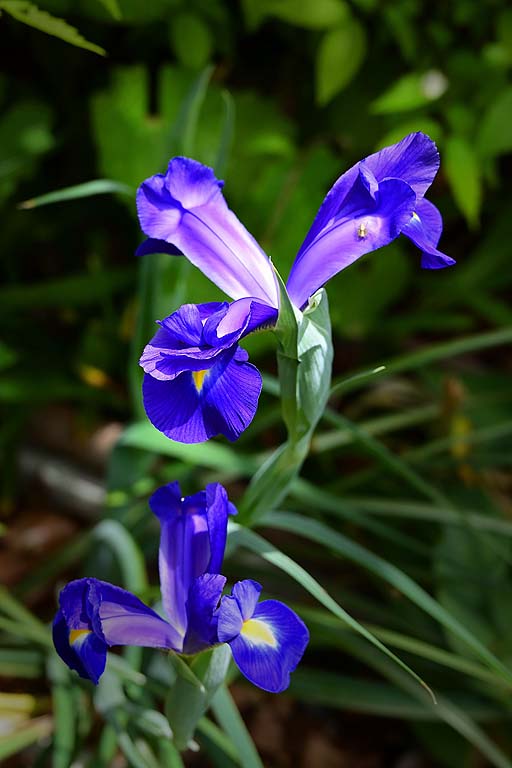 f:id:inuwan33:20210427115708j:plain