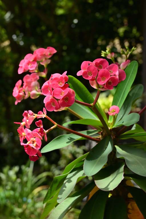 f:id:inuwan33:20210427115753j:plain