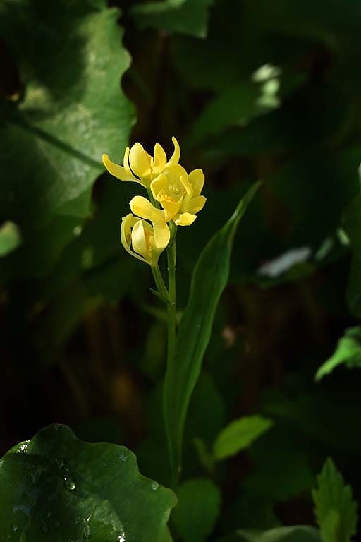 f:id:inuwan33:20210427154648j:plain